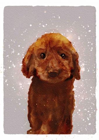 aa.design - 寵物似顏繪