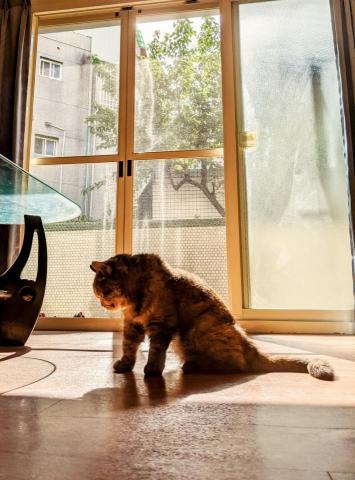 A Run Run 倫倫毛孩寄養 - 有太陽時能曬到太陽。