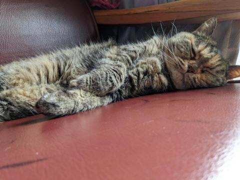 A Run Run 倫倫毛孩寄養 - 自由自在，想睡哪就睡哪。