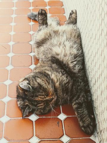 A Run Run 倫倫毛孩寄養 - 有空間、有陽台、有太陽