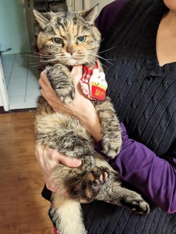 A Run Run 倫倫毛孩寄養 - 24小時掛心，給毛孩滿滿的愛。