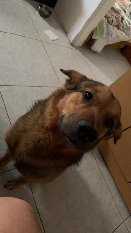 BUDDY BAO - 我的狗狗