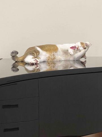 蘇蘇鋼琴個人工作室｜(🐱工作室有貓) - 對寵物過敏者請斟酌。