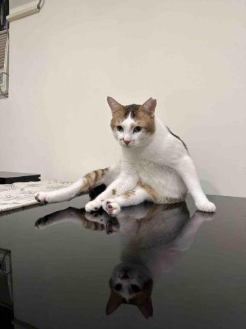 蘇蘇鋼琴個人工作室｜(🐱工作室有貓) - 工作室有可愛貓咪出沒～