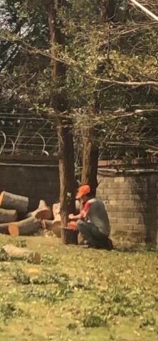 新竹除草，新竹鋸樹，園藝服務 - 