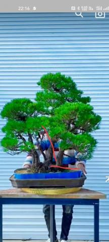 森淼庭院造景工程 - 