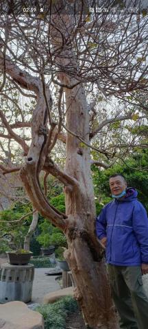 森淼庭院造景工程 - 