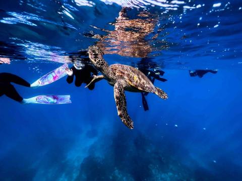 bluemaoday 自由潛水工作室 - 