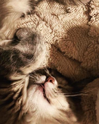 Marcus - 貓咪攝影－我家貓咪Yumi