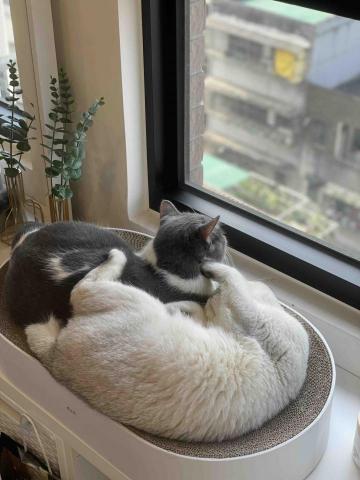 Lily Chen - 家裡兩隻貓咪