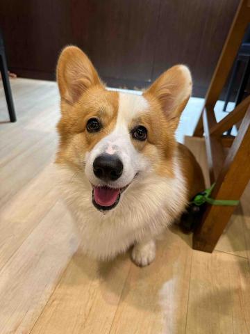 派大星 - 2歲的科基弟弟