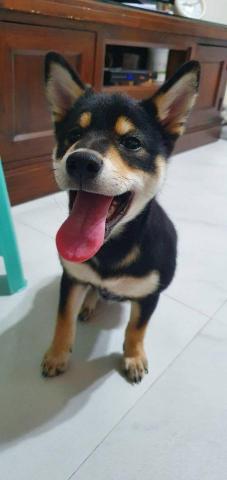 藏 訓犬-犬類訓練 矯正 -  藏 訓犬-犬類訓練 矯正 -