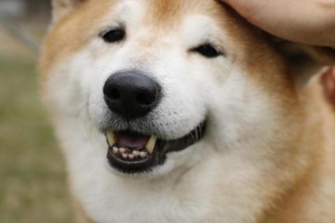 廖芳妤 - 寵物攝影