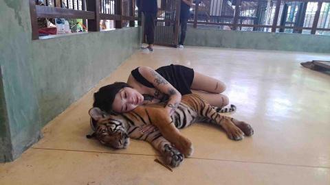 派大星 - Baby tiger