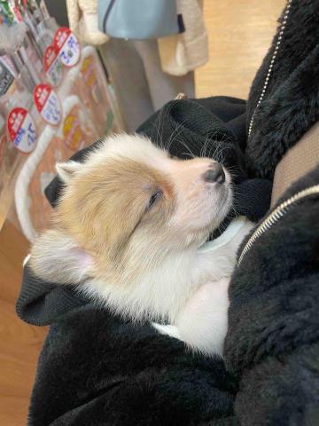 派大星 - 1個月大的科基寶寶