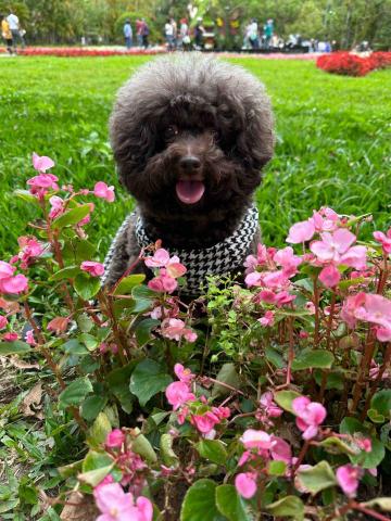 派大星 - 15歲的貴賓姐姐