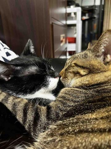 Sydney - 我家的貓