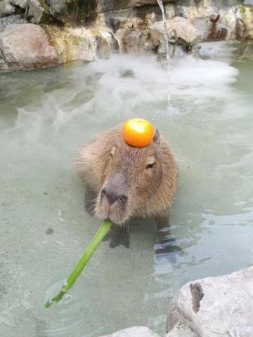 臺灣好好玩Taiwan fun  - 天冷泡溫泉