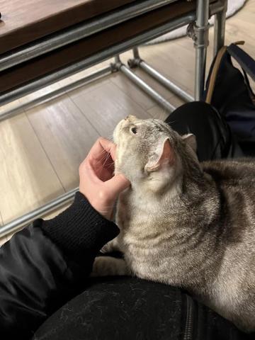 Ellen's pet care 到府寵物保姆 - 最喜歡摸摸下巴了 Ellen's pet care 到府寵物保姆 - 最喜歡摸摸下巴了