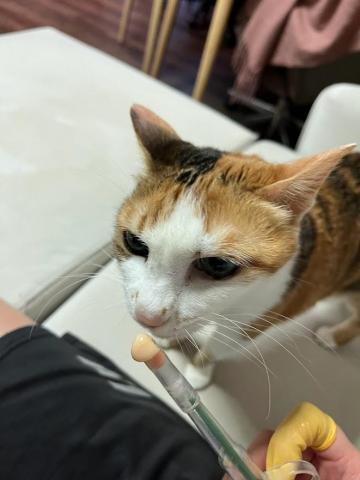 Ellen's pet care 到府寵物保姆 - 用肉泥騙餵口服藥減少貓貓餵藥時的緊張感 Ellen's pet care 到府寵物保姆 - 用肉泥騙餵口服藥減少貓貓餵藥時的緊張感