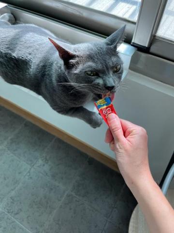 Ellen's pet care 到府寵物保姆 - 開心在家吃肉泥 Ellen's pet care 到府寵物保姆 - 開心在家吃肉泥