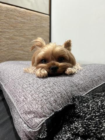 張竣凱 - 我有一隻可愛的狗