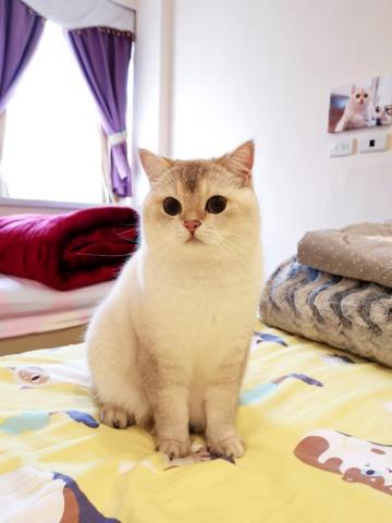 Miru媽麻-23年貓奴資歷 - 