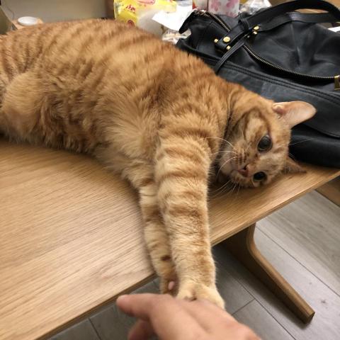 Shiuan - 受託到府照顧的9歲小橘貓，是個有個性的主子☺️