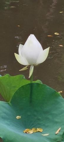 提供應徵服務的專家張芳甄個人作室