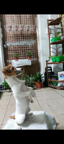 Hans - 3月齡幼犬訓練