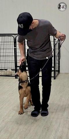 藏 訓犬-犬類訓練 矯正 -  藏 訓犬-犬類訓練 矯正 -