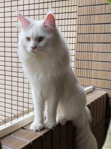 奇威鳥事業有限公司 - 寵物防墜-鋼索間距3公分