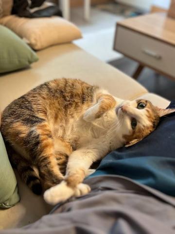 Ellen's pet care 到府寵物保姆 - 在家中舒服地和保母撒嬌 Ellen's pet care 到府寵物保姆 - 在家中舒服地和保母撒嬌