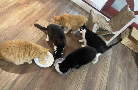 Sydney - 開罐罐 餵食