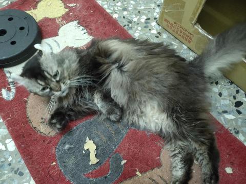 貓吃魚※寵物客棧 - 客人家撒嬌的貓貓