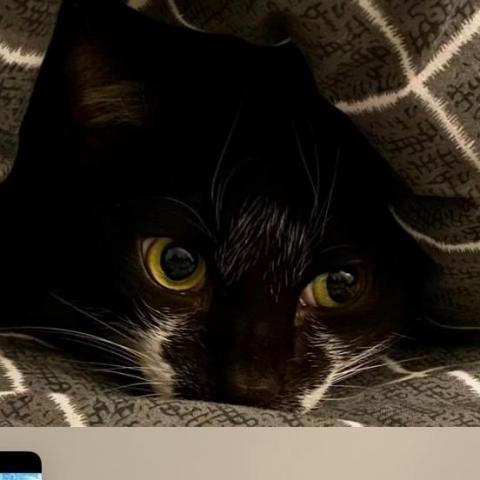 提供背景音樂服務的專家陳璇