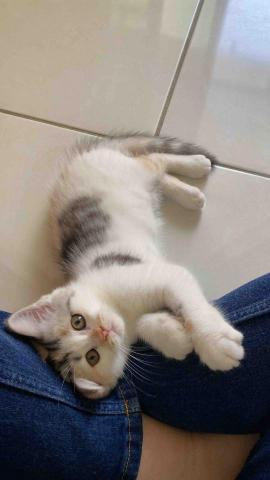 黃明瑄✨宜蘭數理家教 - 想看貓貓嗎(^з^)-☆