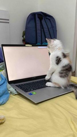 黃明瑄✨宜蘭數理家教 - 有Coding 魂的貓