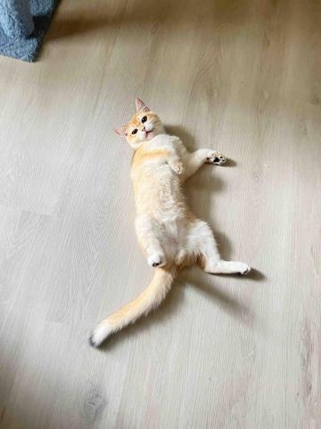 皮卡貓舍