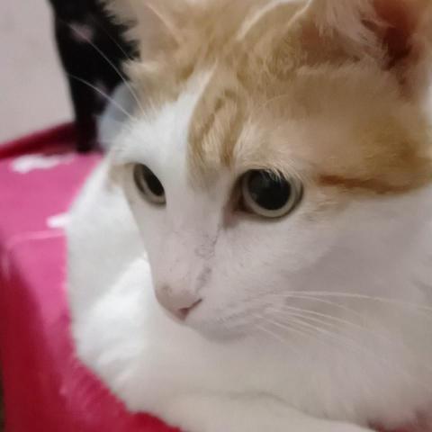 提供寄養貓服務的專家花咲家