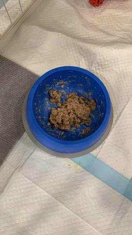 Olivia - 寵物餵食