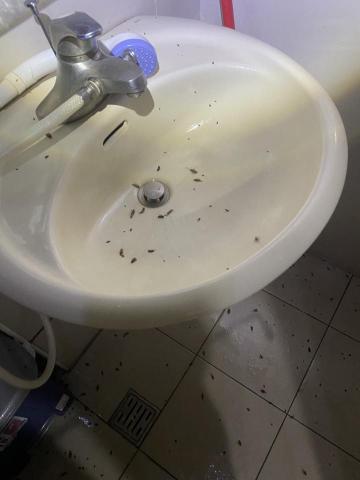 威肯環境有限公司 - 餐飲店除蟑2