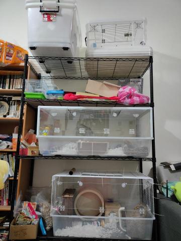 阿禎工作室 - 專屬倉鼠居住樓層