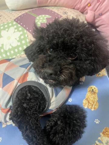 明珊 - 我家狗狗 嚕嚕 9歲女生