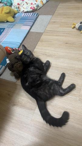 明珊 - 我的貓咪 楧 