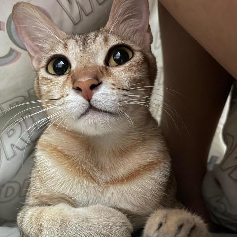 提供寄養服務的專家沛沛