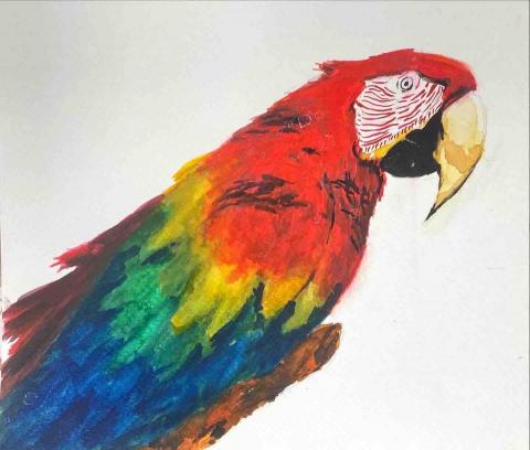 共鳴設計工作室/Resonate Design Studio - 客人指定寵物透明水彩畫（金剛鸚鵡