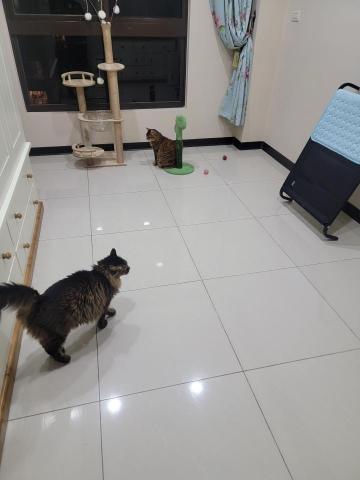 黃筱奇 - 到府照顧的貓咪