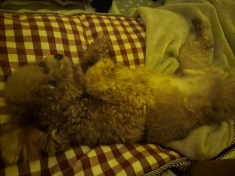 黃筱奇 - 可愛小貴賓