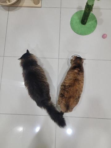 黃筱奇 - 吃飯中的貓咪